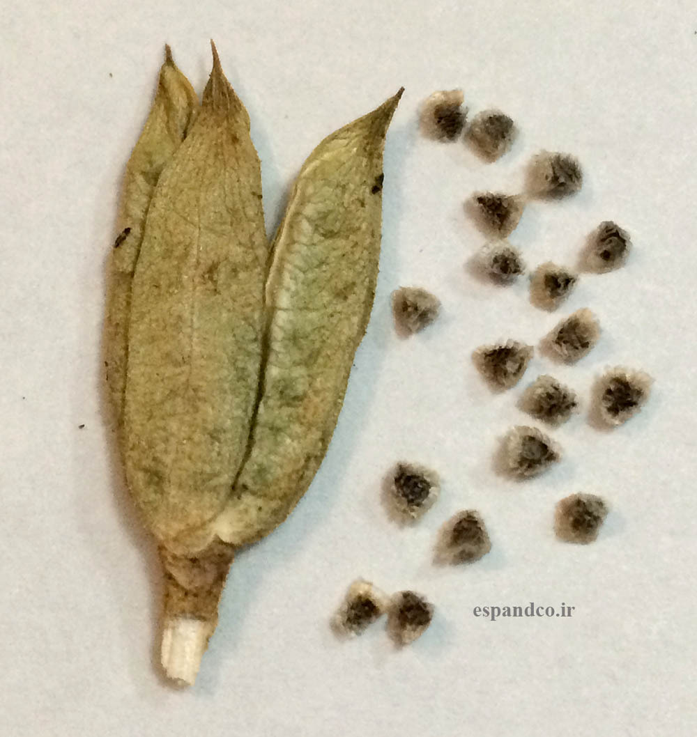  Delphinium turkmenum seed 